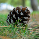 Nimic nu este întâmplător în această viaţă, totul are un scop. Nici un ac nu cade dintr-un brad dacă nu vrea Dumnezeu