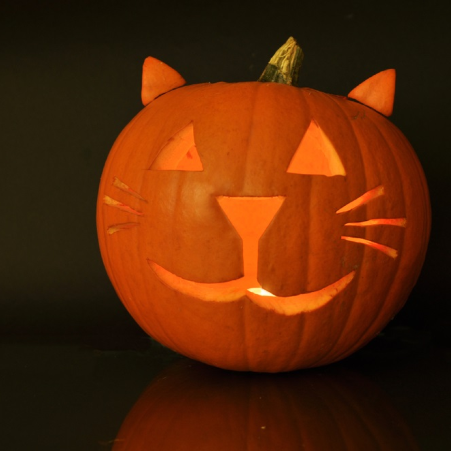 Dovleacul pisicuță 