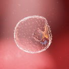 Săptămâna 2 de sarcină. De la concepție la implantare