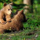 Ursul brun și culoarea sălbăticiei