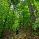 Codrii Seculari de la Strâmbu Băiuț – proiect de protejare a biodiversității