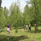 A avut loc cea de-a treia acțiune de reîmpădurire organizată de Maspex Romania prin brandul de apă Bucovina.