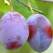 Prunele –beneficii pentru sanatate