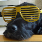 Caini: 10 imagini deosebite