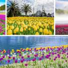 Lalele din jurul lumii: Peisaje si campuri cu lalele desprinse parca din gradina Raiului 