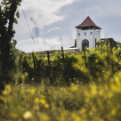 Villa Vinèa celebrează culesul strugurilor printr-un eveniment-simbol: ”De la rouă la răsfăț – Culese alese din vie”