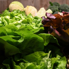 Salata verde poate ascunde pericole MAJORE pentru sănătate! Iată de ce trebuie să o speli foarte bine! 