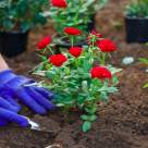 Ghid complet pentru plantarea trandafirilor de grădină pe timpul verii