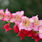 Gladiole: plantare, îngrijire și înmulțire