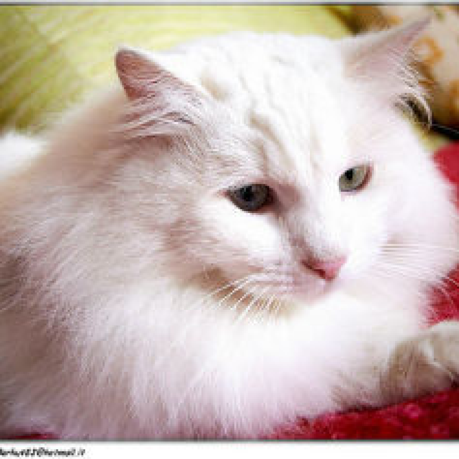 Pisica Turkish Angora