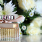 De ce parfumurile cu mosc sunt preferatele iubitorilor de arome seducătoare