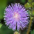 Mimoza pudica - planta sensibilă și fascinantă care se ferește de orice atingere