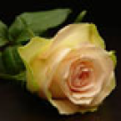 Crema de trandafiri cu mure