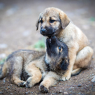 De ce mănâncă iarbă câinele tău: ce spun veterinarii despre acest comportament