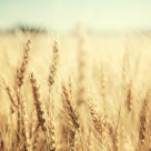 Cele 2 graunte - pilda care ne invata cum sa depasim greutatile vietii 