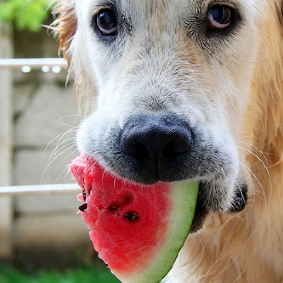 Caine savurand pepene rosu