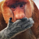 Top 10 animale fascinante, pe cale de disparitie, despre care nici nu stiai ca exista 