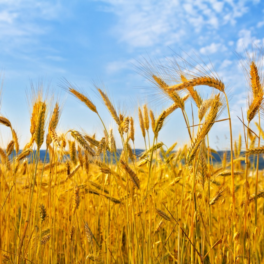 De veghe in lanul de secara 