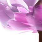 Aliați naturali în lupta cu celulita