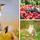 Te tooopesti de dragul lor: 14 pisicute super simpatice care se bucura de toamna!