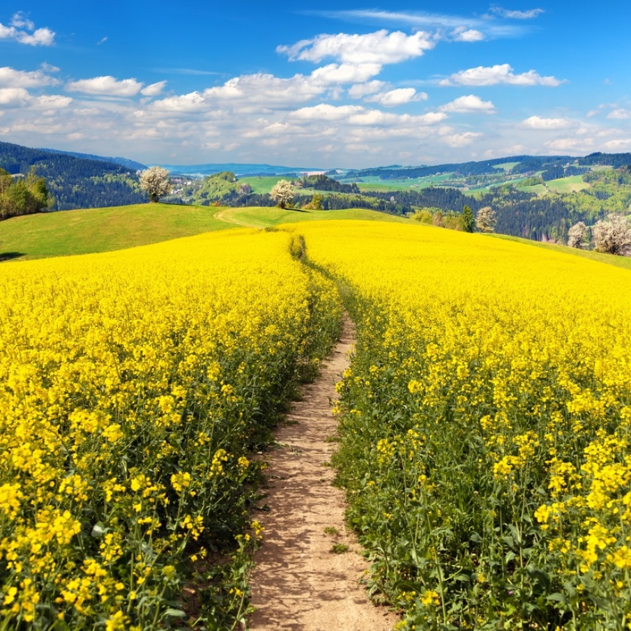 Imagini de vis cu cele mai frumoase lanuri de rapiță - galbenul absolut al lunilor aprilie/mai!