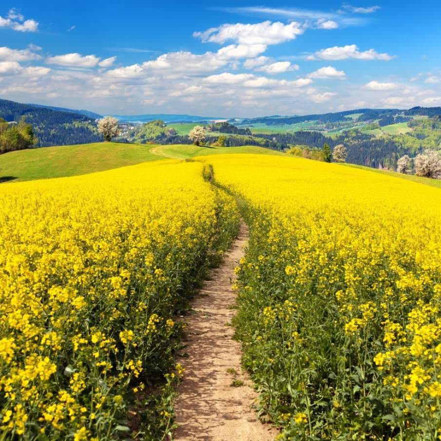 Imagini de vis cu cele mai frumoase lanuri de rapiță - galbenul absolut al lunilor aprilie/mai!