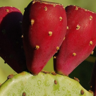 Beneficii pentru sanatate: Fructul de cactus sau MEDICAMENTUL cu tepi