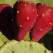 Beneficii pentru sanatate: Fructul de cactus sau MEDICAMENTUL cu tepi