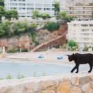 Top 7 destinații perfecte pentru iubitorii de pisici