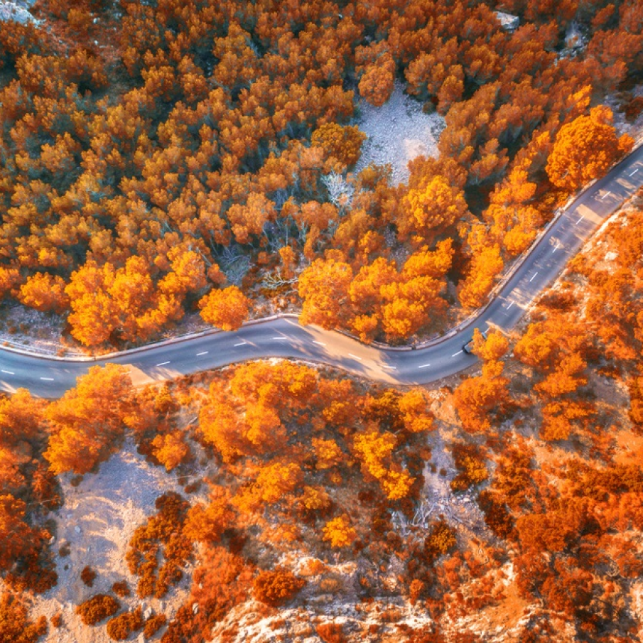 Portocaliu de toamna