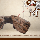 Comorile muzeelor: molarii de mamut lânos descoperiți în albia Timișului