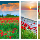 România macilor:  Maci roșii ca focul aprind câmpurile nesfârșite din România, dar și sufletele (cu o clipă de frumos)