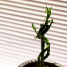 Tipuri de jaluzele potrivite locuintei tale