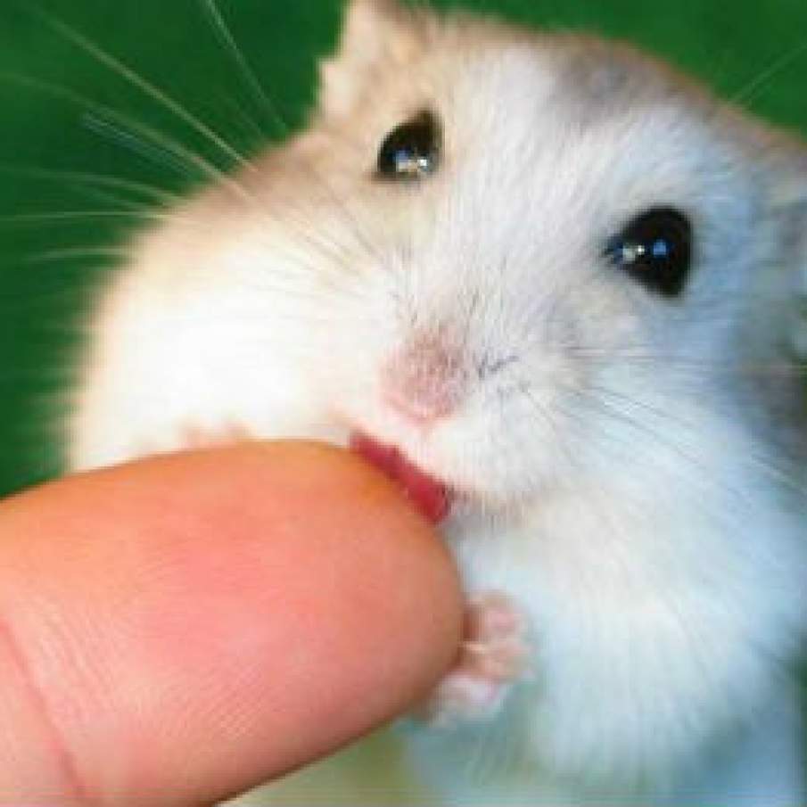 Hamster