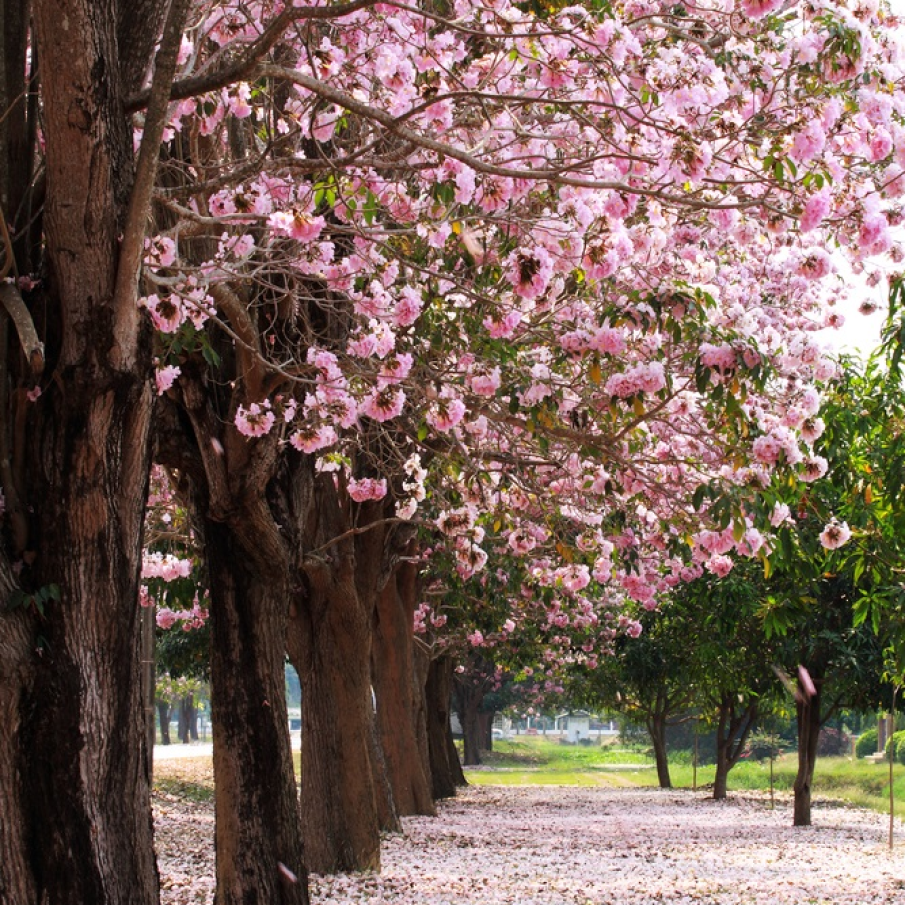 'Ninsoare' de primăvară... 