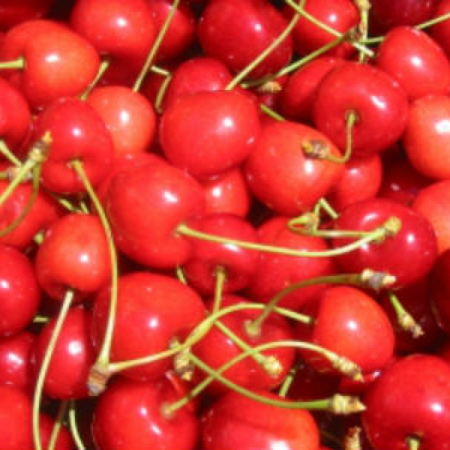 Dieta