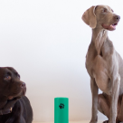 Mândru de tine că strângi după mine. Și că ajuți cățeii fără familie