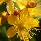 Taierea Capului Sfantului Ioan Botezatorul -Traditii si obiceiuri 