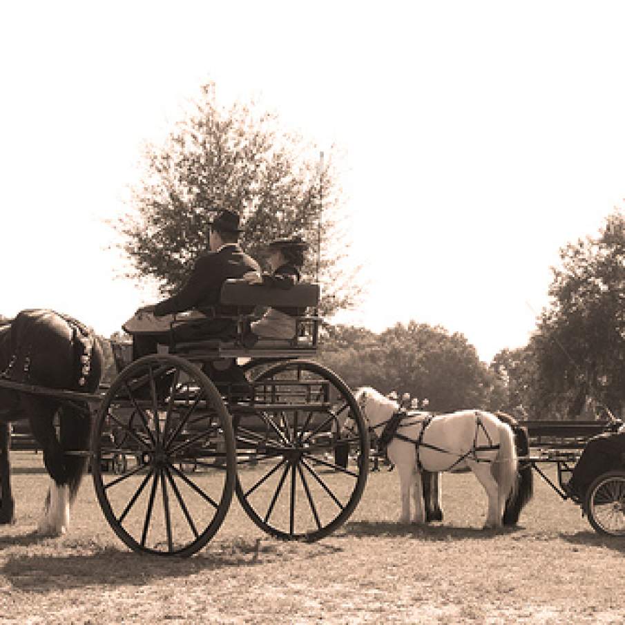 Cai inhamati la trasura