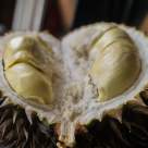 Fructul care miroase a carne putredă, dar e aur pentru sănătate. Ai avea curaj să îl mănânci?