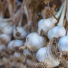 Sarbatoarea Sfantului Andrei - despre Dragoste, Ursita si Strigoi! Cele mai frumoase traditii romanesti