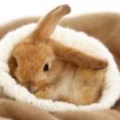 Special pentru prichindelul tau: Legenda Iepurasului de Paste