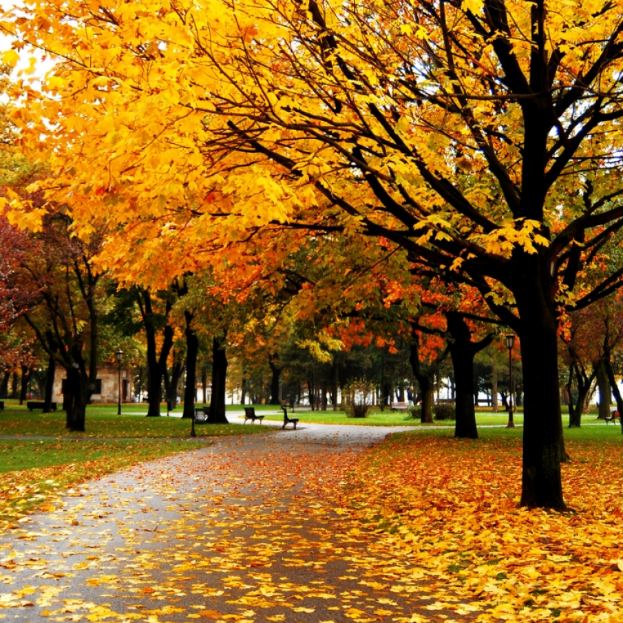 Frunze galbene, frunze rosii... 