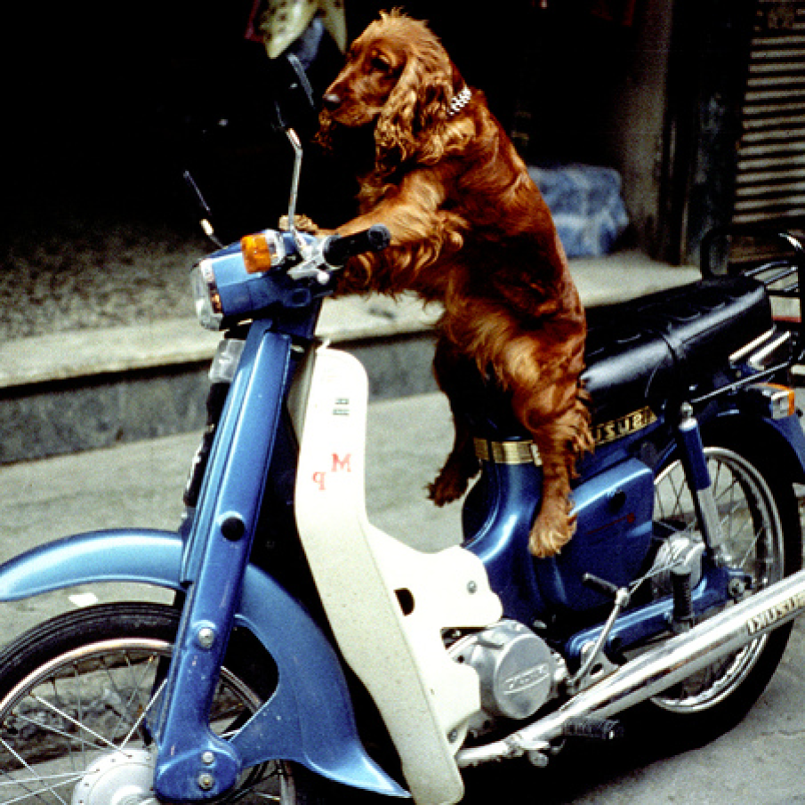 Catelul  pe motocicleta