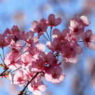 Cele 4 anotimpuri ale relatiei de cuplu: Primavara iubirii si energia cuplului