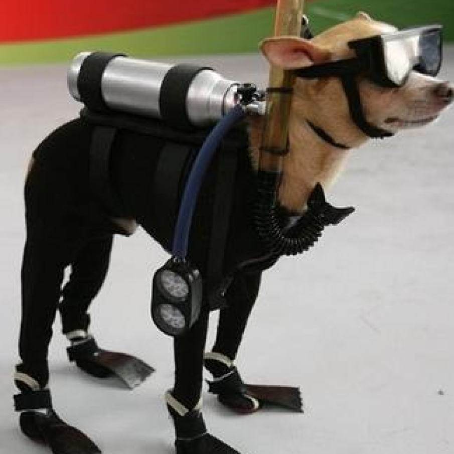 Costumul de scadandru