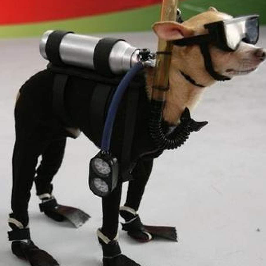 Costumul de scadandru