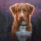 Bucurie în lanul de lavandă: Fotografii absolut minunate cu cei mai frumoși câini printre florile de levănțică 