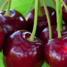 Ciresele - fructele verii. Care sunt beneficiile lor extraordinare?