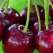 Ciresele - fructele verii. Care sunt beneficiile lor extraordinare?
